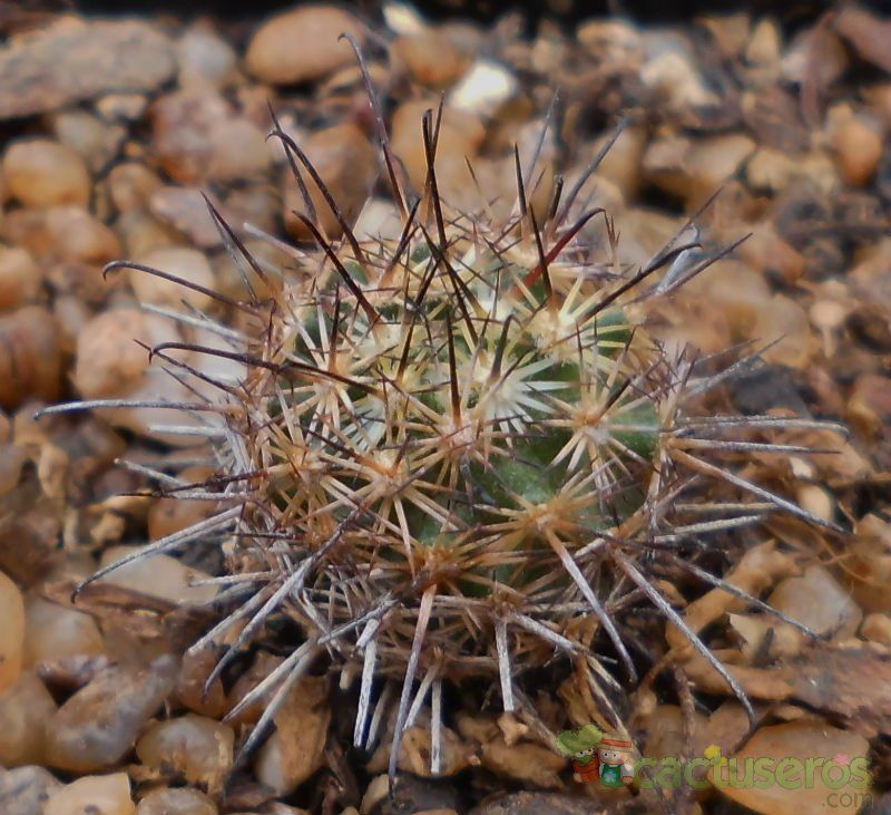 Una foto de Mammillaria blossfeldiana