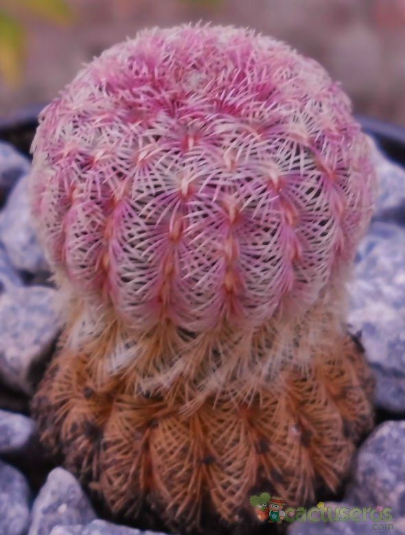 Una foto de Echinocereus rigidissimus ssp. rubispinus