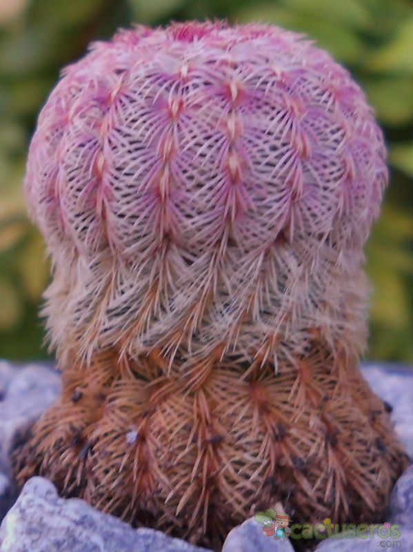 Una foto de Echinocereus rigidissimus ssp. rubispinus