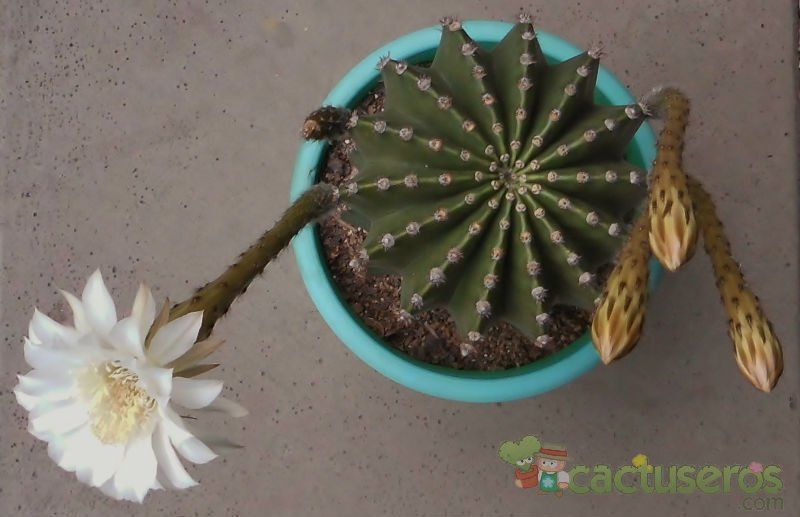 A photo of Echinopsis oxygona