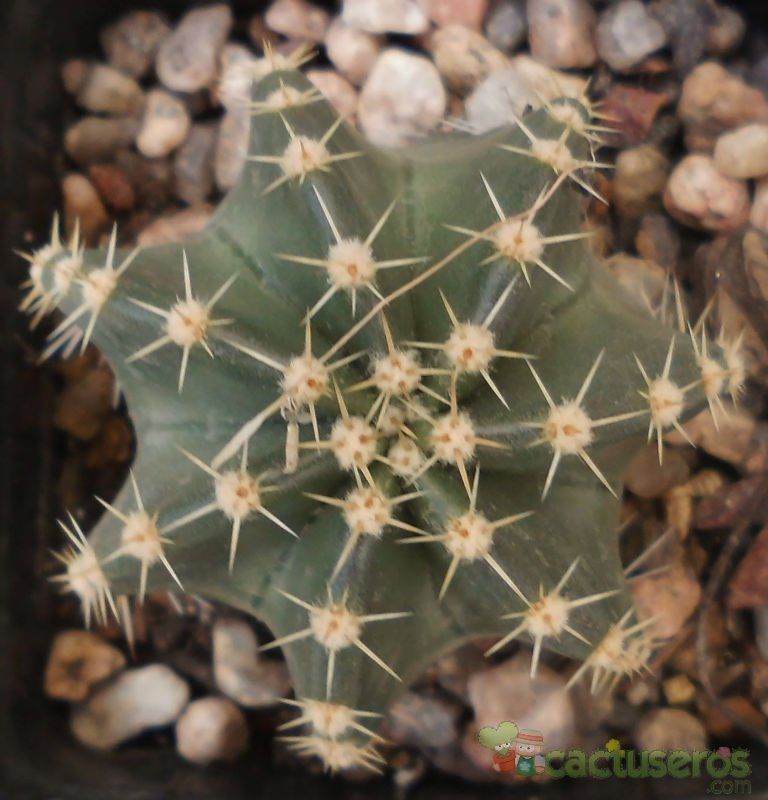 Una foto de Echinocereus subinermis