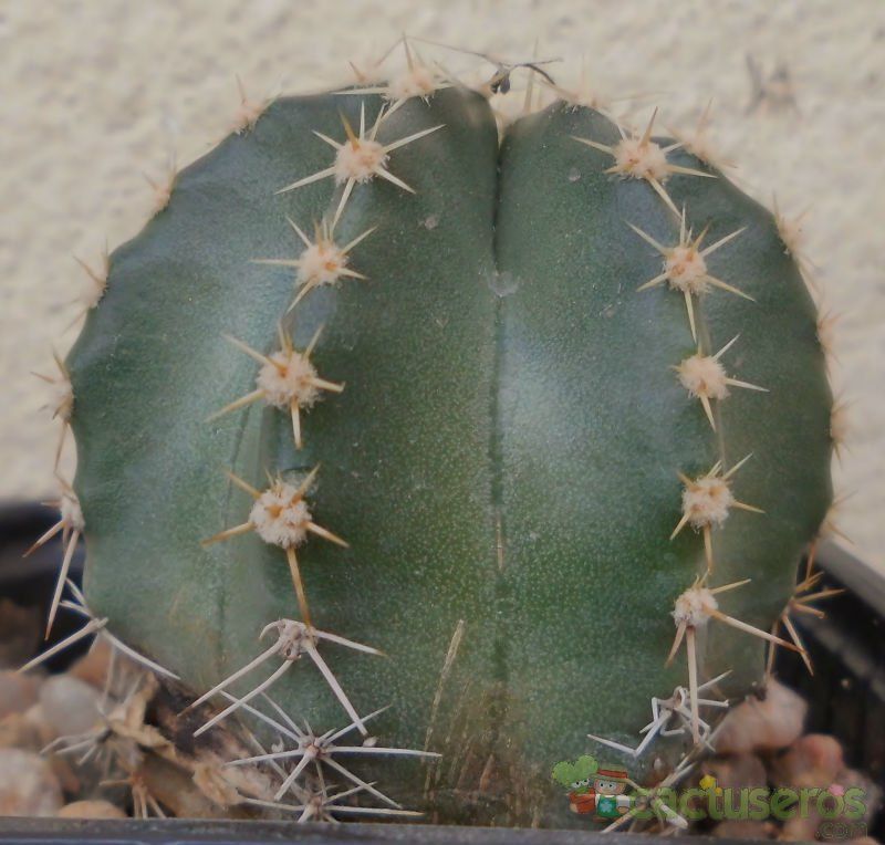 Una foto de Echinocereus subinermis