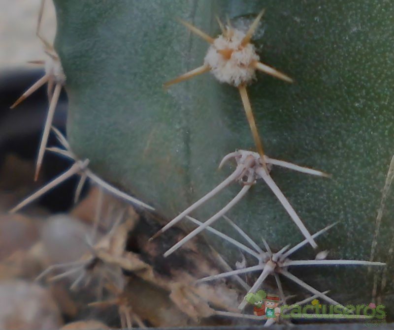 Una foto de Echinocereus subinermis