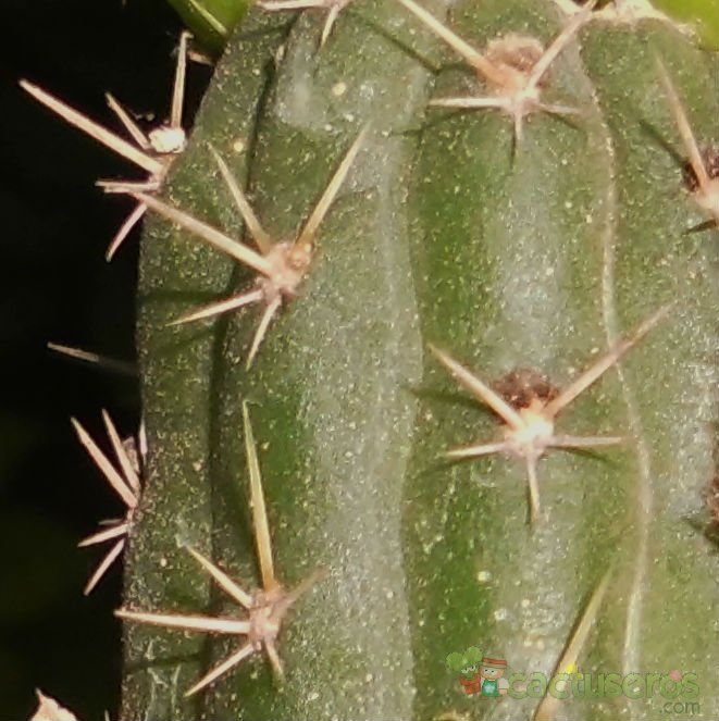 A photo of Cleistocactus fieldianus subsp. tessellatus