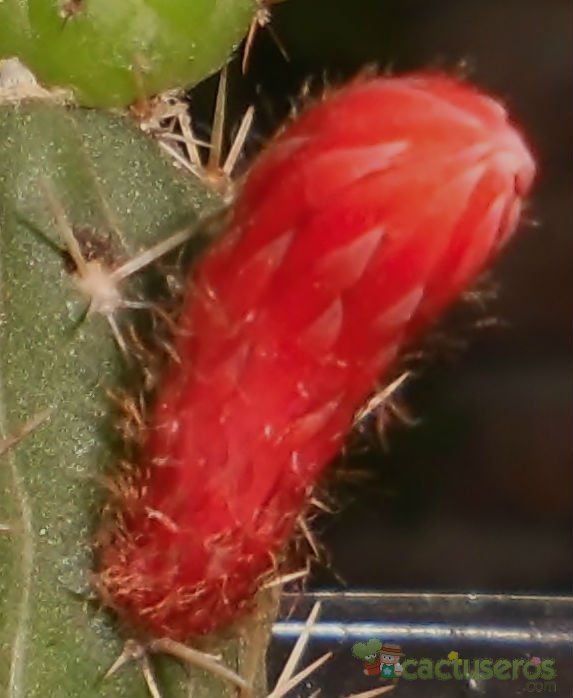 Una foto de Cleistocactus fieldianus subsp. tessellatus