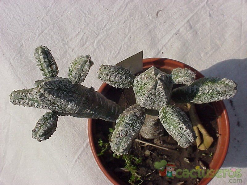 Una foto de Astrophytum myriostigma cv. HUBOKI
