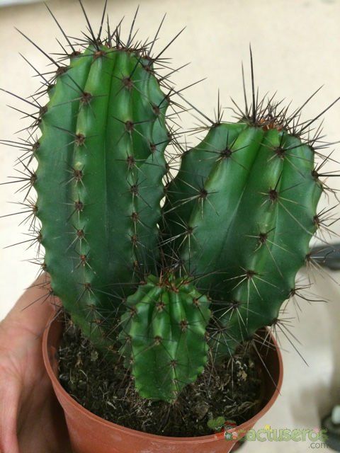 Una foto de Stenocereus thurberi subsp. thurberi