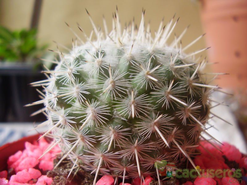 A photo of Mammillaria parkinsonii