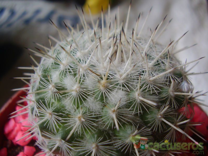 A photo of Mammillaria parkinsonii