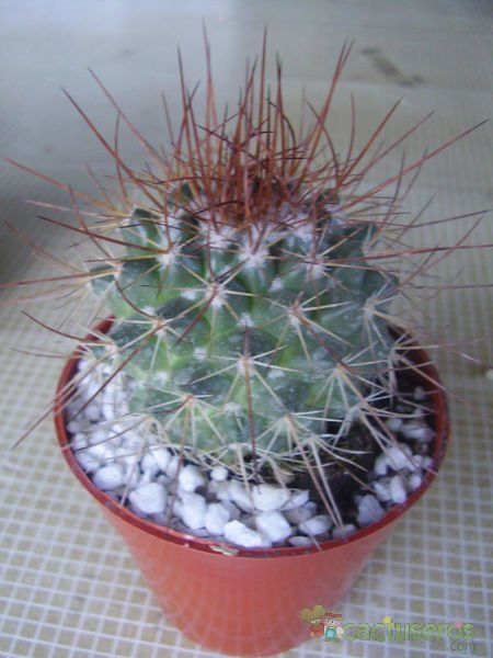 Una foto de Mammillaria petterssonii