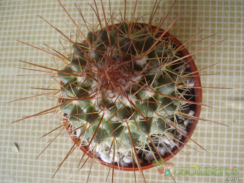 Una foto de Mammillaria petterssonii