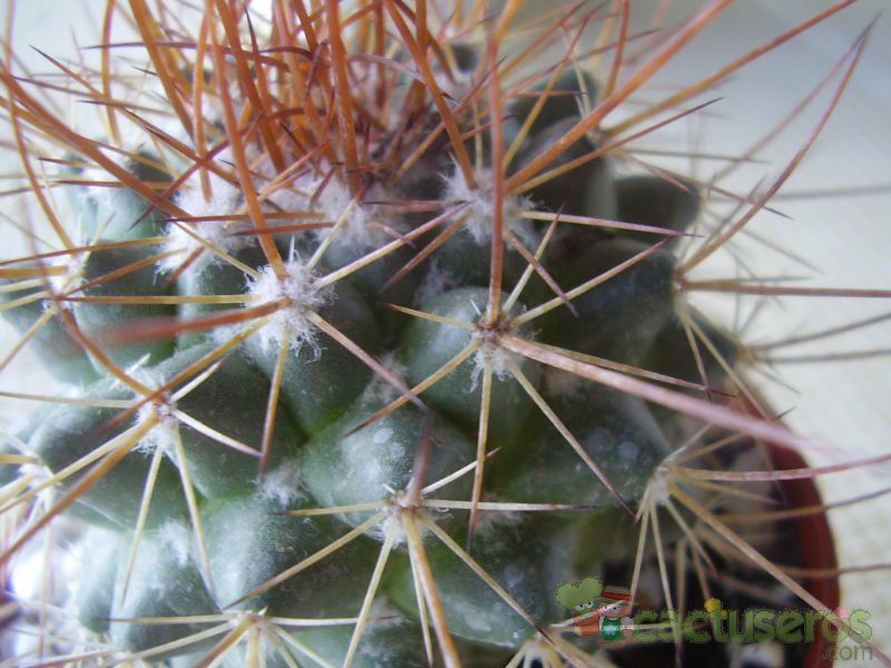 Una foto de Mammillaria petterssonii