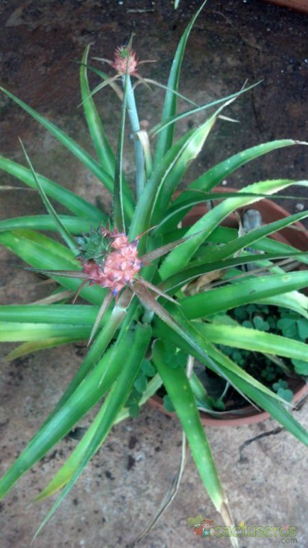 A photo of Ananas ananassoides  