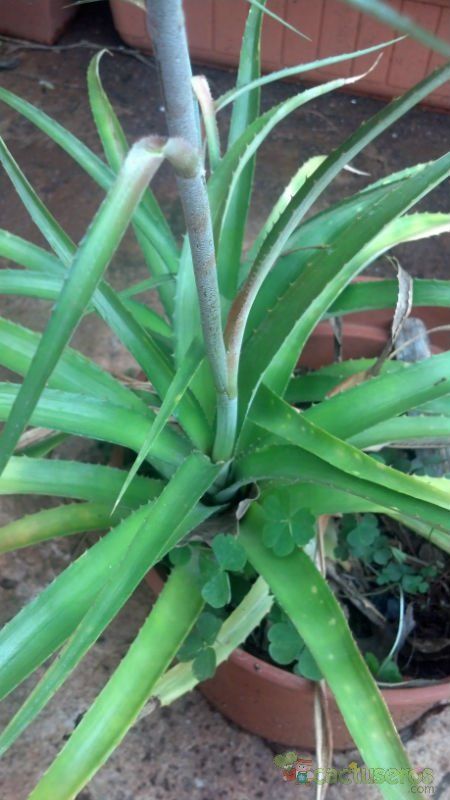 A photo of Ananas ananassoides  