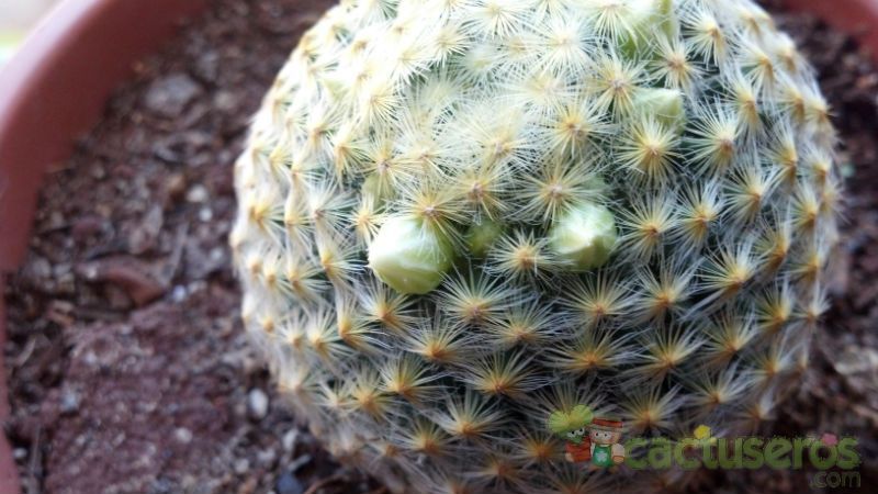Una foto de Mammillaria schiedeana