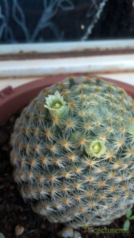 Una foto de Mammillaria schiedeana