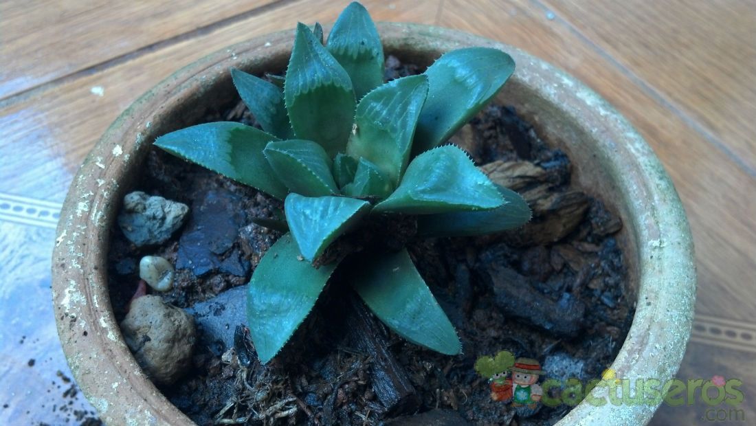 Una foto de Haworthia mutica