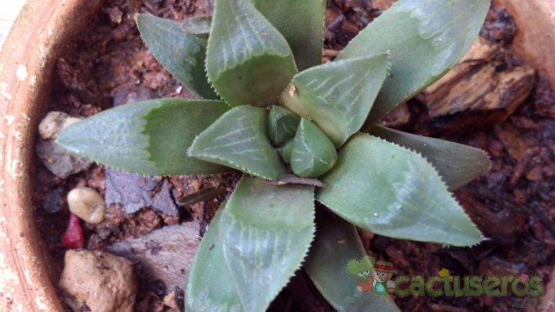 Una foto de Haworthia mutica