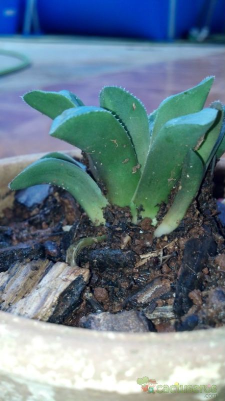 Una foto de Haworthia mutica