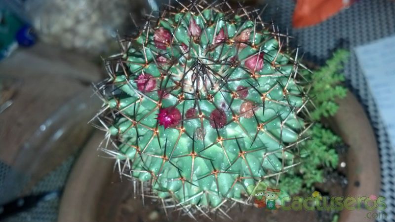 Una foto de Mammillaria polythele ssp polythele