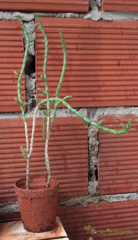 Una foto de Cylindropuntia leptocaulis
