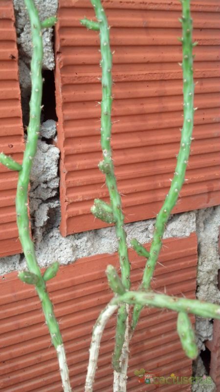 Una foto de Cylindropuntia leptocaulis