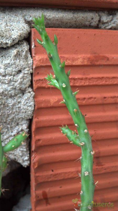 Una foto de Cylindropuntia leptocaulis