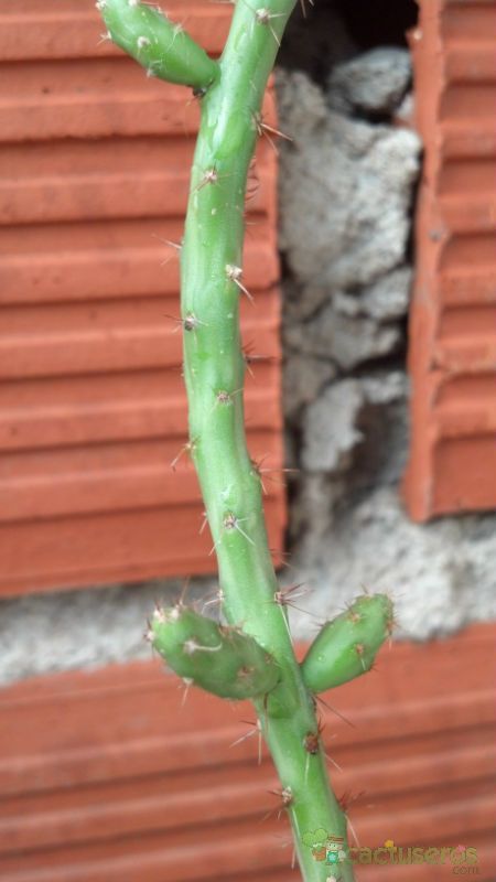 Una foto de Cylindropuntia leptocaulis
