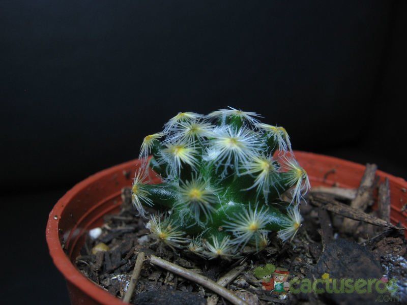 Una foto de Mammillaria schiedeana