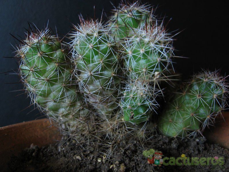 A photo of Mammillaria mazatlanensis
