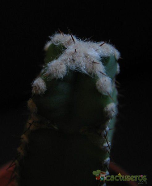 Una foto de Cereus hildmannianus