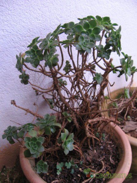 Una foto de Aeonium haworthii