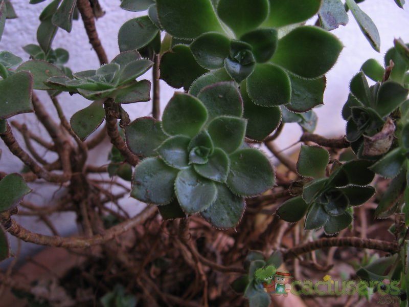Una foto de Aeonium haworthii