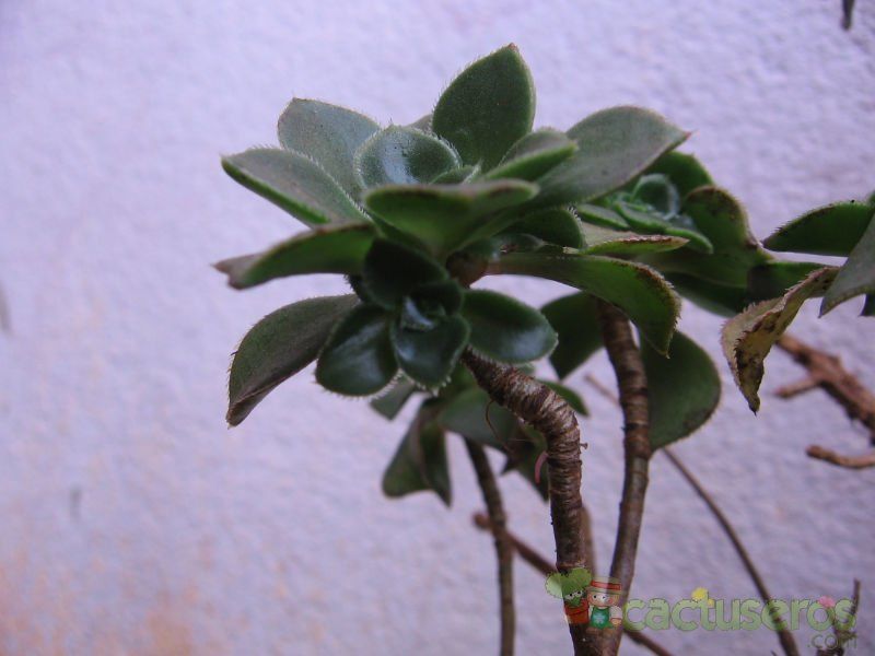 Una foto de Aeonium haworthii