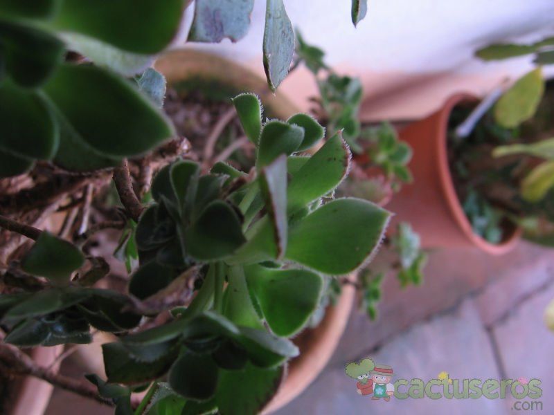 Una foto de Aeonium haworthii