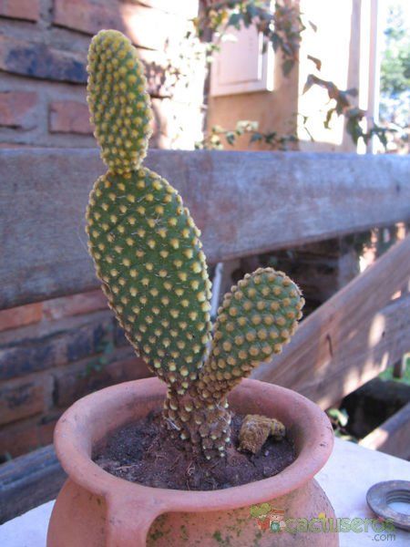 A photo of Opuntia microdasys subsp. microdasys