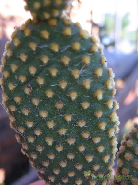 A photo of Opuntia microdasys subsp. microdasys