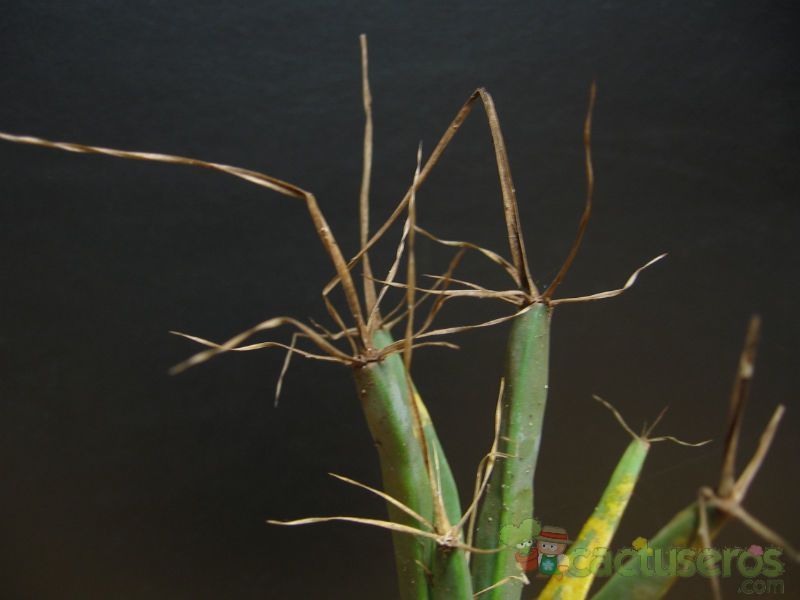 A photo of Leuchtenbergia principis