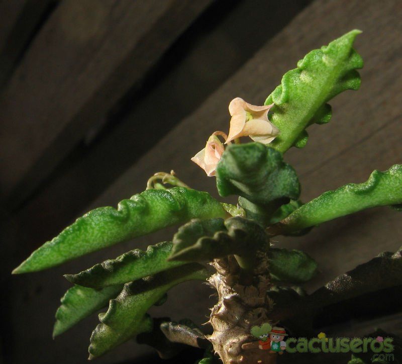 A photo of Euphorbia decaryi