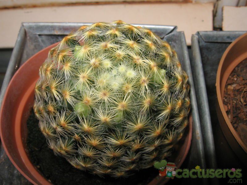 Una foto de Mammillaria schiedeana