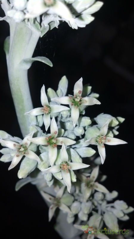 Una foto de Kalanchoe luciae ssp. luciae