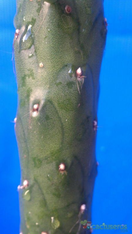 Una foto de Austrocylindropuntia subulata