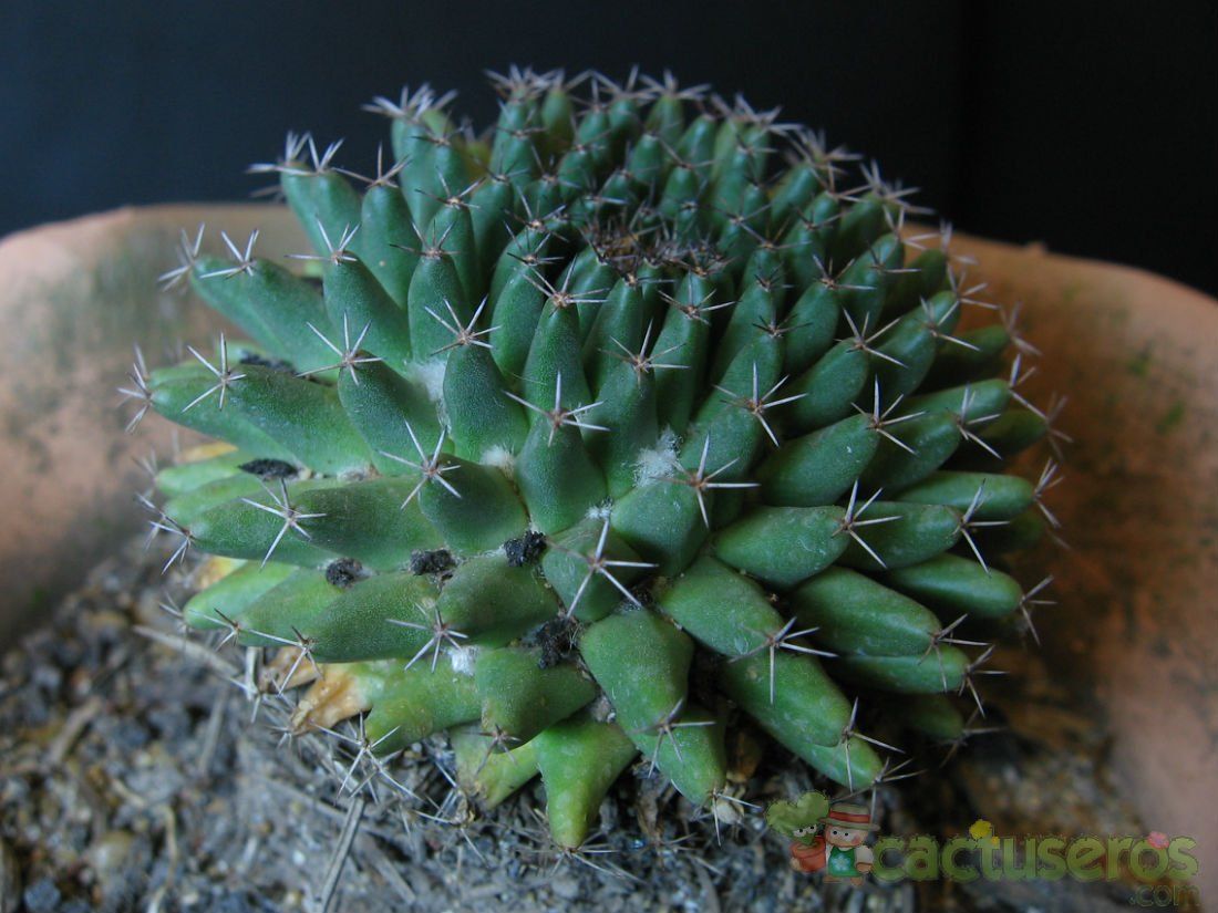 A photo of Mammillaria sempervivi