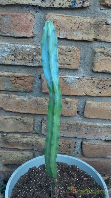 A photo of Myrtillocactus geometrizans