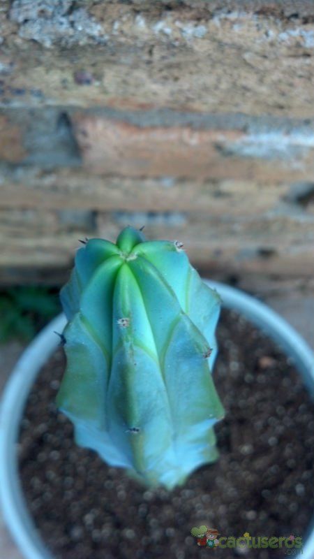 A photo of Myrtillocactus geometrizans