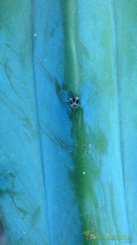 A photo of Myrtillocactus geometrizans