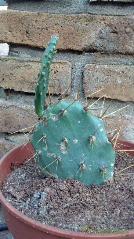 A photo of Opuntia dillenii