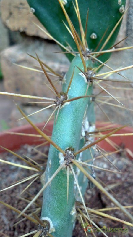 A photo of Opuntia dillenii