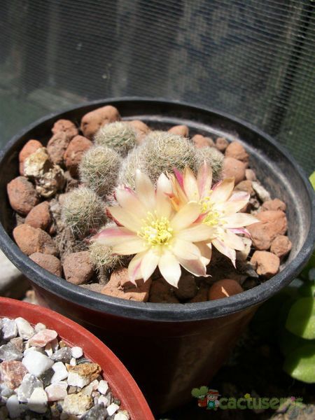 A photo of Rebutia heliosa x pulvinosa cv. sunrise (HIBRIDO)