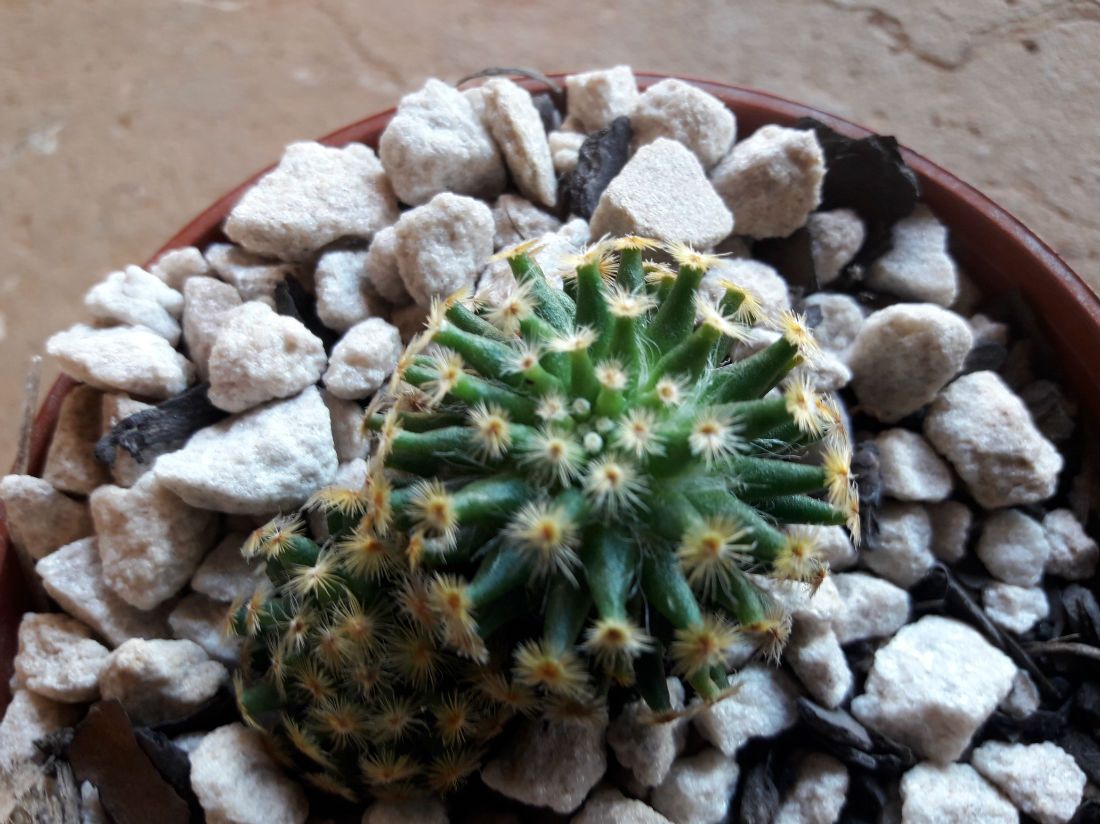 A photo of Mammillaria schiedeana